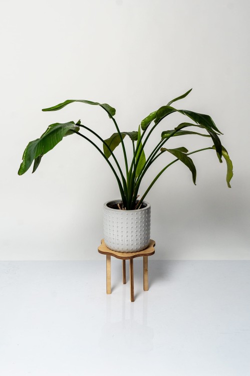 sklejkie-wavy-plant-stand-25×30-4