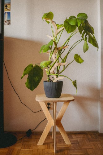 sklejkie-plant-stake-climber-pole-vein-3