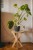 sklejkie-plant-stake-climber-pole-vein-3