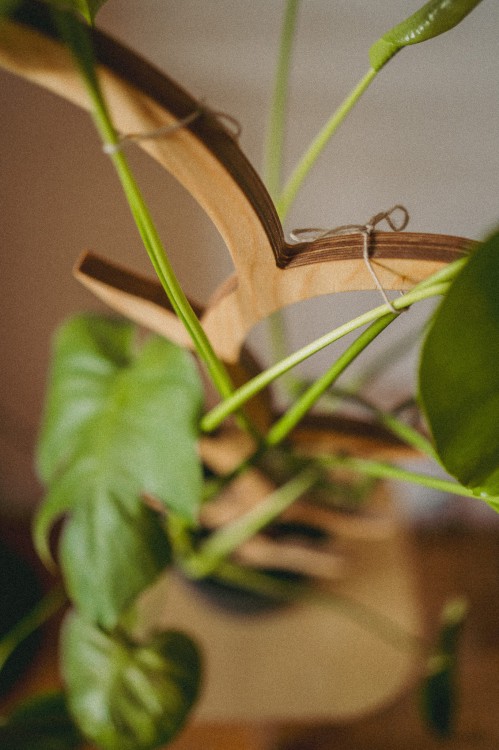 sklejkie-plant-stake-climber-pole-vein-1