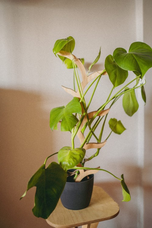sklejkie-plant-stake-climber-pole-vein