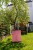 sklejkie-plant-stake-climber-pole-vein-5