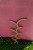 sklejkie-plant-stake-climber-pole-vein-4