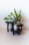 sklejkie-wide-meduza-plant-stand1